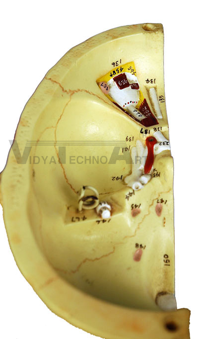 Cranial Cavity